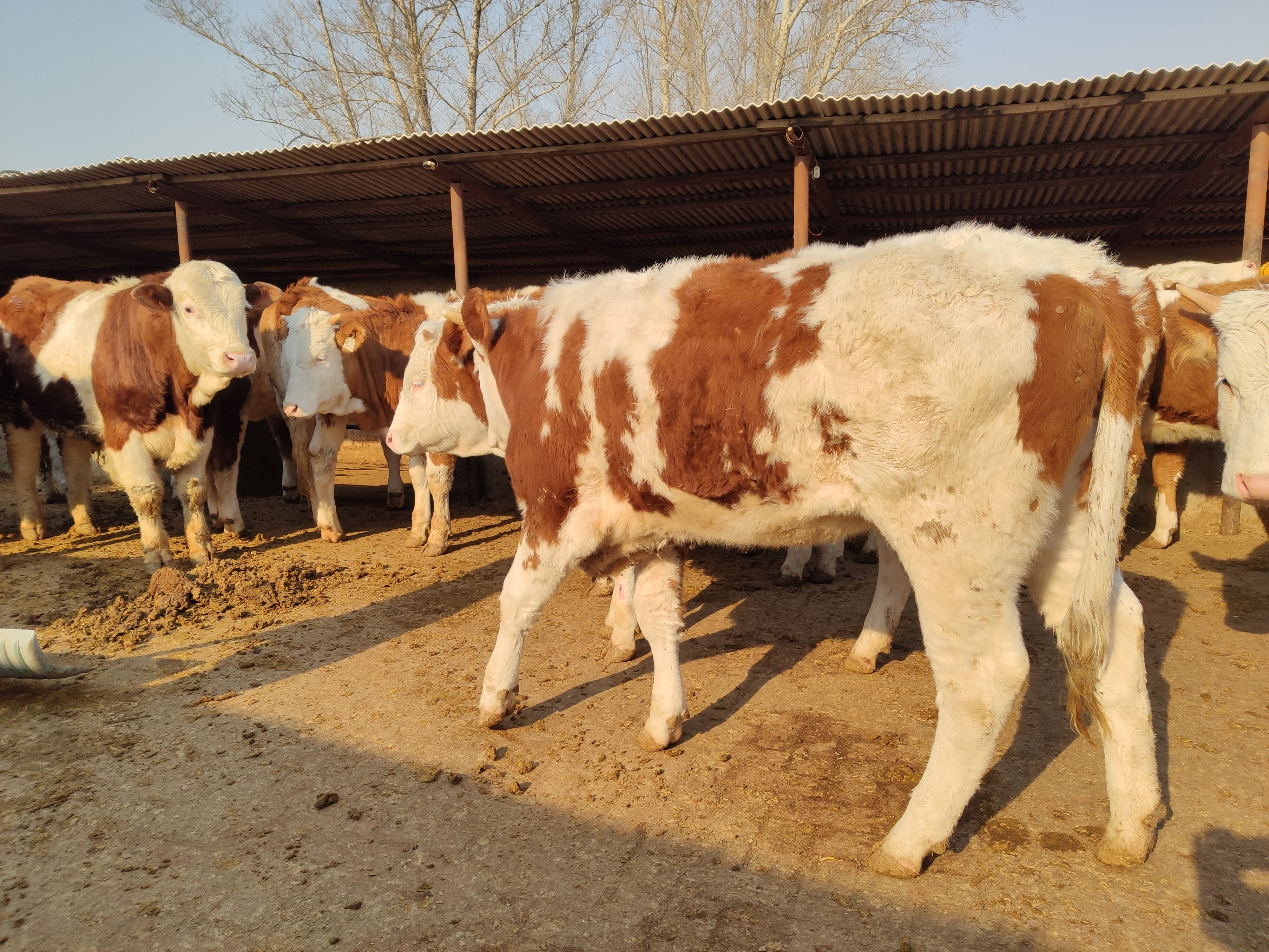 怎么预防母牛胎衣不下,母牛弱胎怎么解决