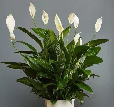 6种吉利花养在客厅里,适合家里养的吉利花