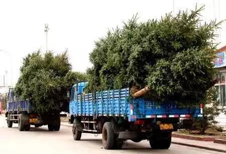 苗木种植风险,苗木假植应注意哪些问题