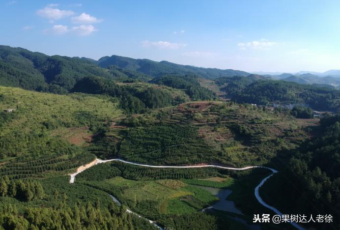种植桃树的间距是很有讲究的,科学合理的种植模式