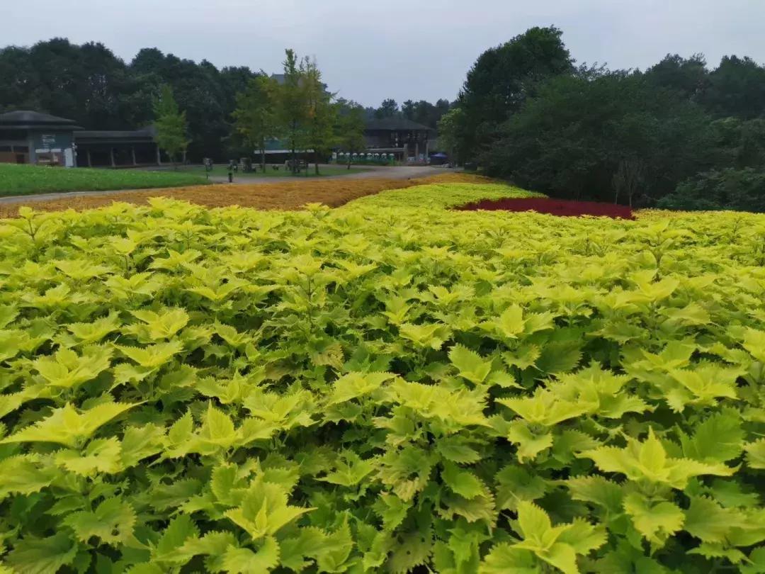 中秋优惠团购景区,团购石象湖门票