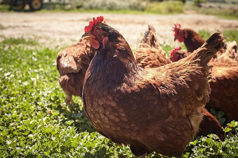 养鸡出现啄肛怎么治疗,养鸡啄肛是怎么回事