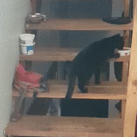 怎样让猫咪优雅的吃猫条,怎么才能让猫咪合理膳食