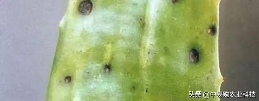 芦荟治哪九种病,芦荟病害怎么治