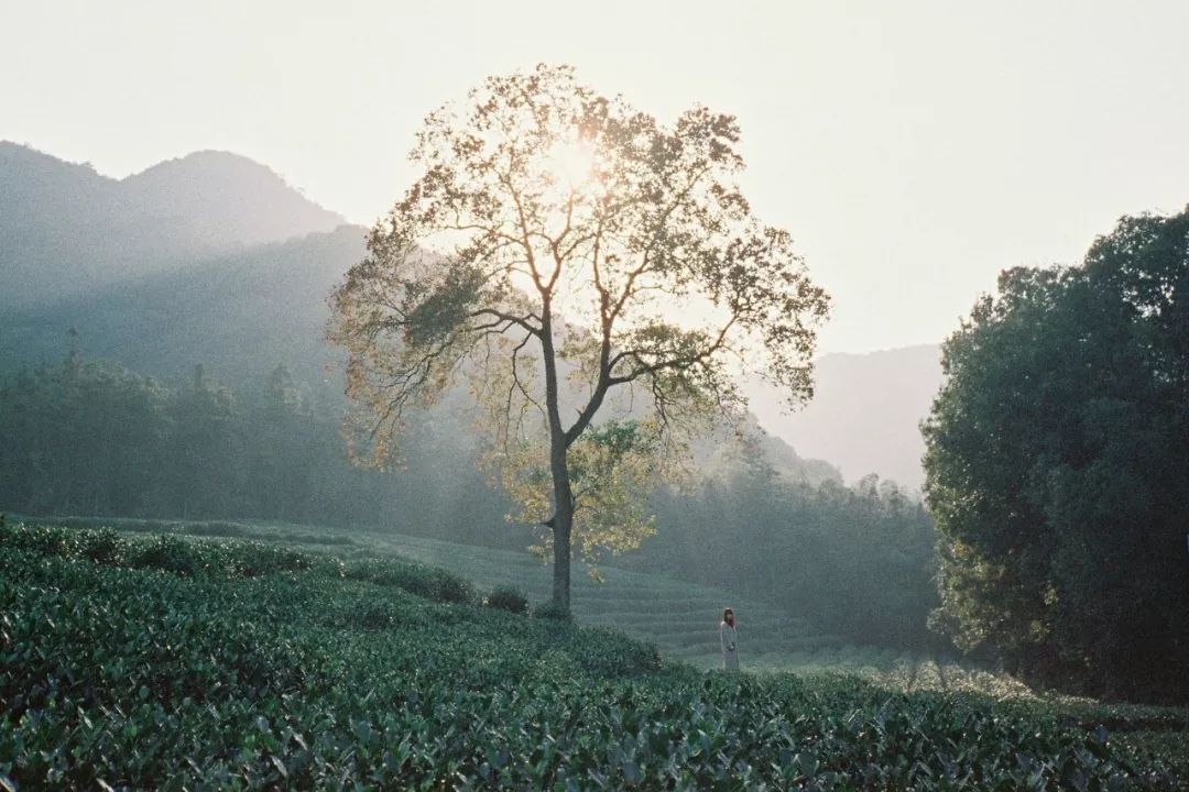 杭州原研斋茶园民宿,杭州茶园民宿推荐