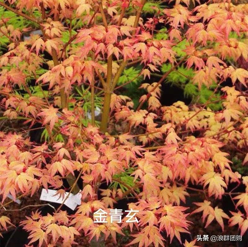 中式庭院藤类植物,枫树和紫藤