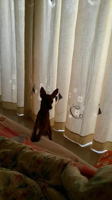 伸舌头的小鹿犬,爱洗澡的小鹿犬