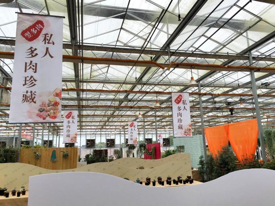 一棵多肉直播间,一元一棵多肉直播间