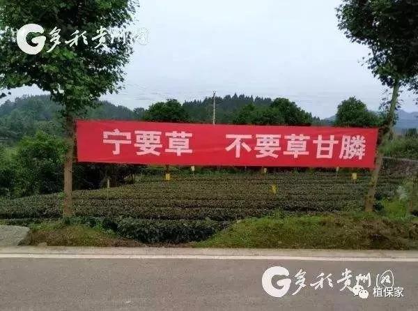 禁用的除草剂,除草剂为什么不能用了