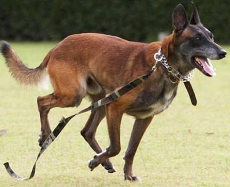 训练马犬的精髓，你知道吗？这4点让你成为专业的马犬驯养师