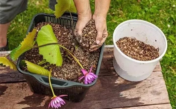废桶旧盆里添水种花，10分钟成水景，细水长流富贵一生