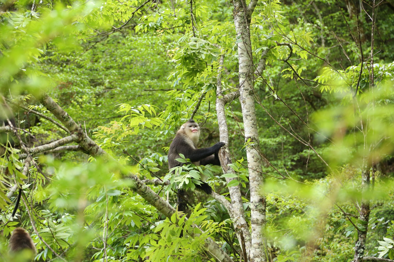 中国社会科学院昆明动物研究所,中国科学院昆明动物研究所简介