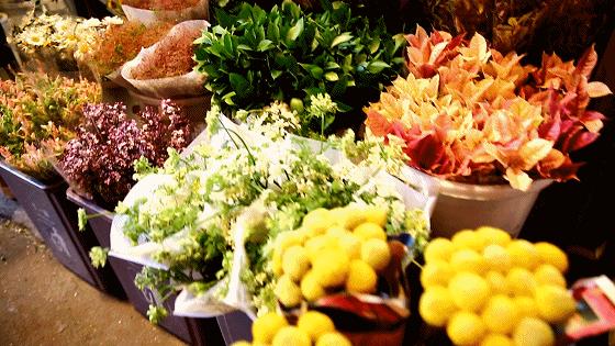 深夜去广州的花卉市场买花,如何逛斗南花卉市场买花便宜