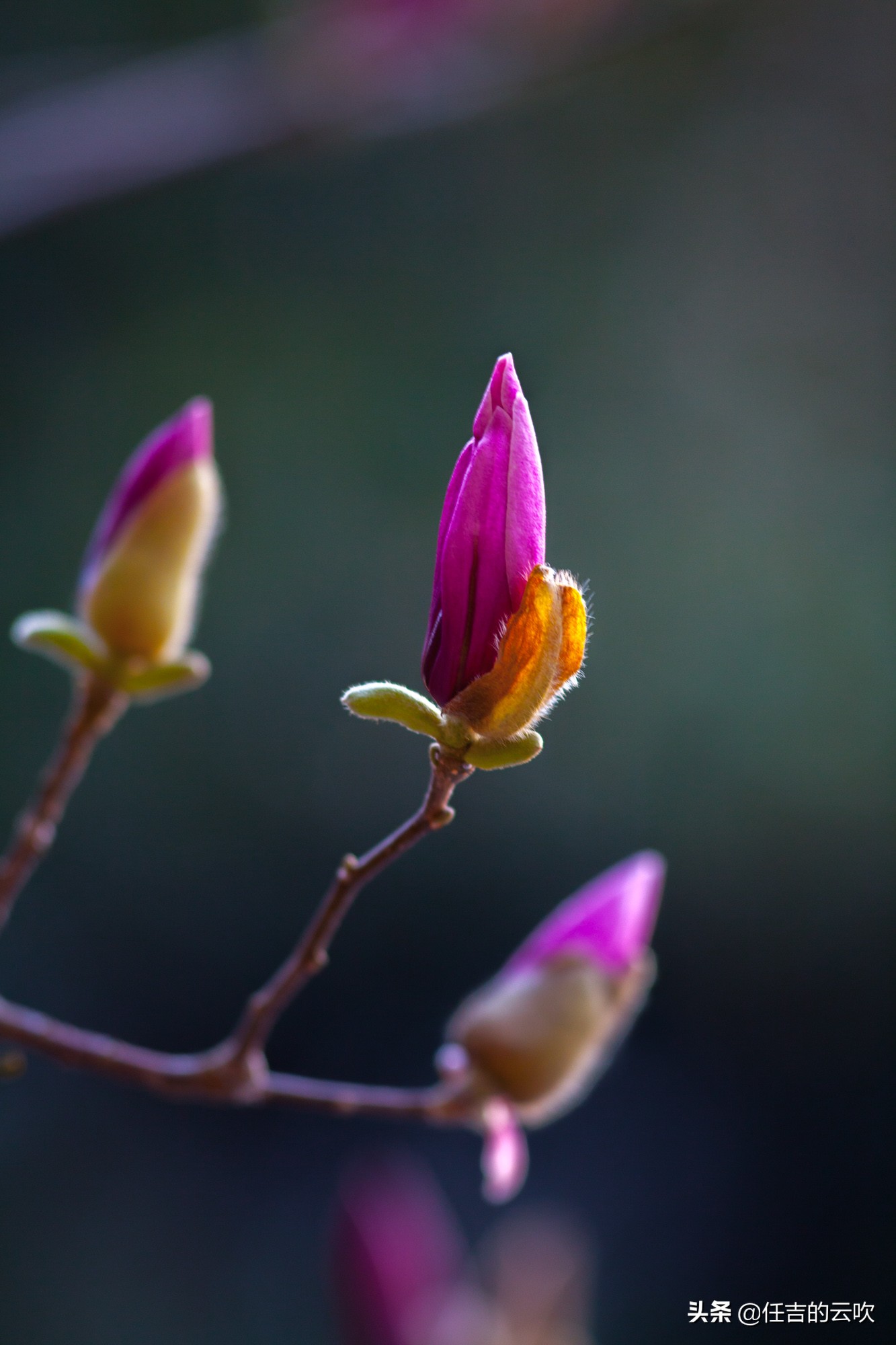 佳能70-300二代和胖白哪个好,佳能70-300l胖白