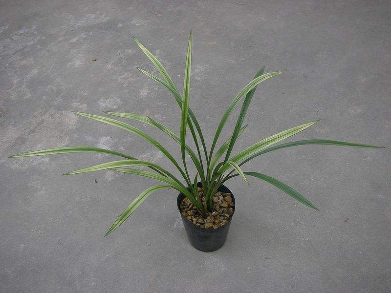 十大天价兰花价格,天价兰花品种及价格