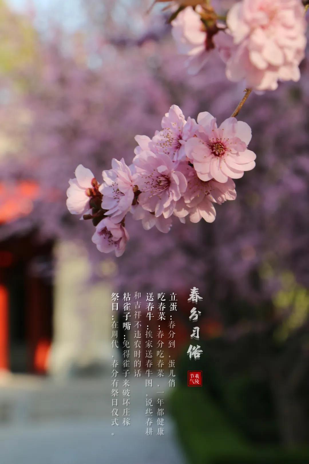 二十四节气美图大全,二十四节气歌完整版