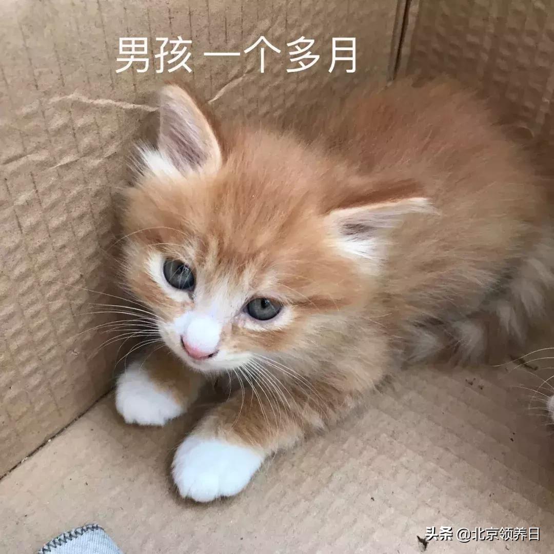 #领养代替购买#给它们一个家|线上宠物领养日,20190608加场