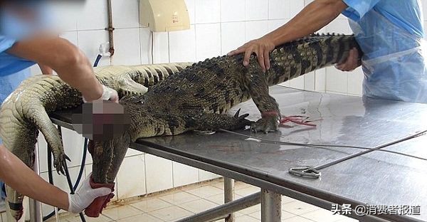 一身貂什么意思,一身貂不如一尺八的腰