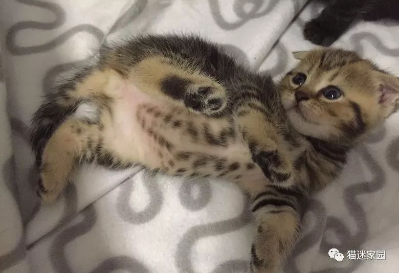 猫咪分娩前流出粉色粘液,猫咪分娩前兆是什么