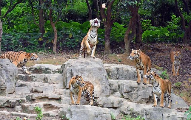 广州珠海长隆两地攻略,广州长隆欢乐世界亲子游游玩攻略