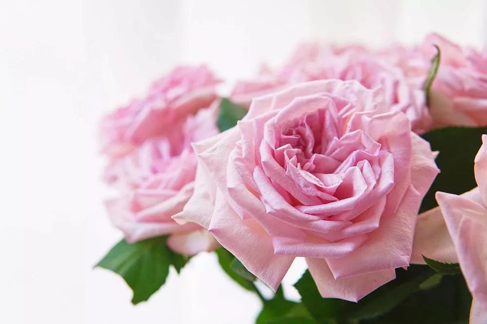 一篇文章带你认识三亚40种花,鲜花图鉴一次性认识30种玫瑰花