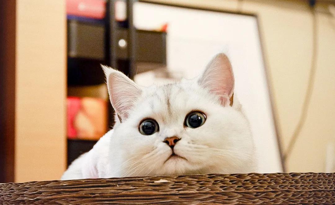 养猫咪哪种猫最好养并且粘人,新手养猫最好要选择这三种猫咪