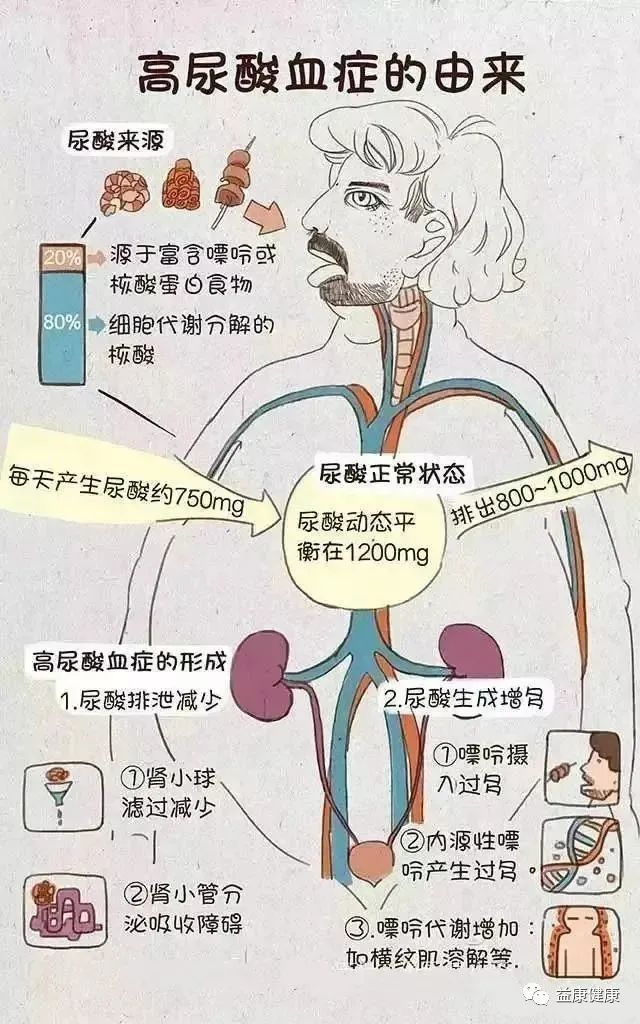 尿酸高看尿素吗,尿酸高你知道的8个真相