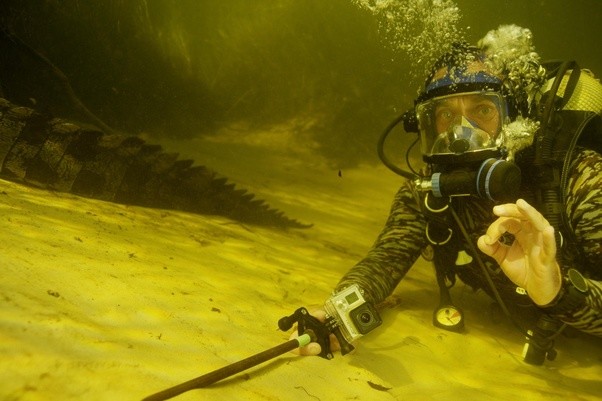 鲨鱼为什么不吃潜水员呢,为什么鲨鱼不吃潜水员