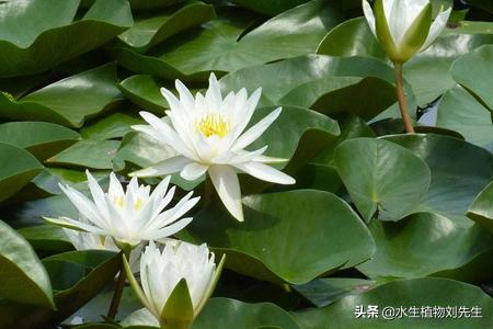 睡莲水培植物的种植方法,怎么种植睡莲水培植物