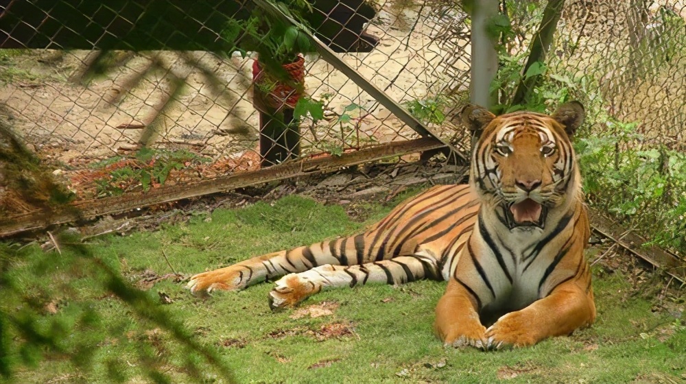 老虎被截肢的动物园,一只老虎被关进动物园被狼救出来