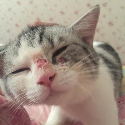 十猫九癣有这么严重吗,十猫九癣有必要去医院吗