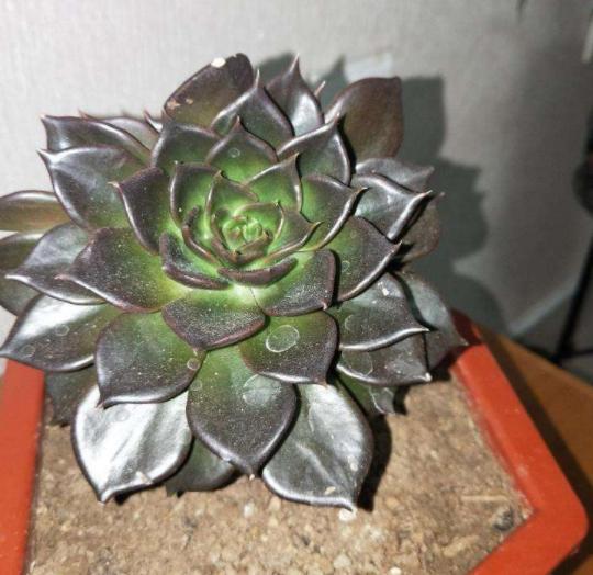 东云系列多肉黑王子有哪些品种,黑王子多肉怎么养才能爆头