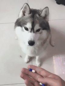 猫狗必备的药,收藏必备药品