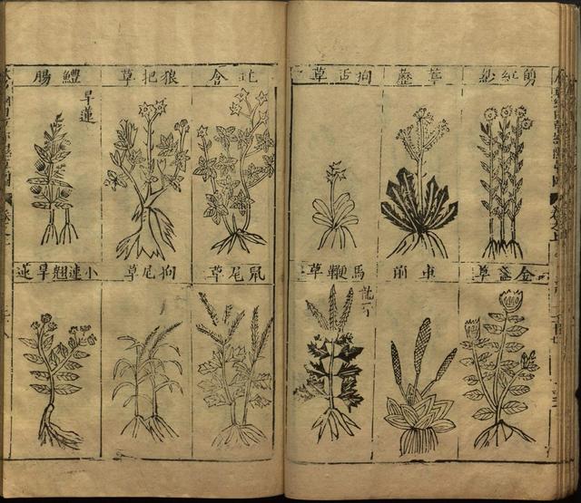 本草纲目中插图是李时珍画的吗,本草纲目李时珍插图