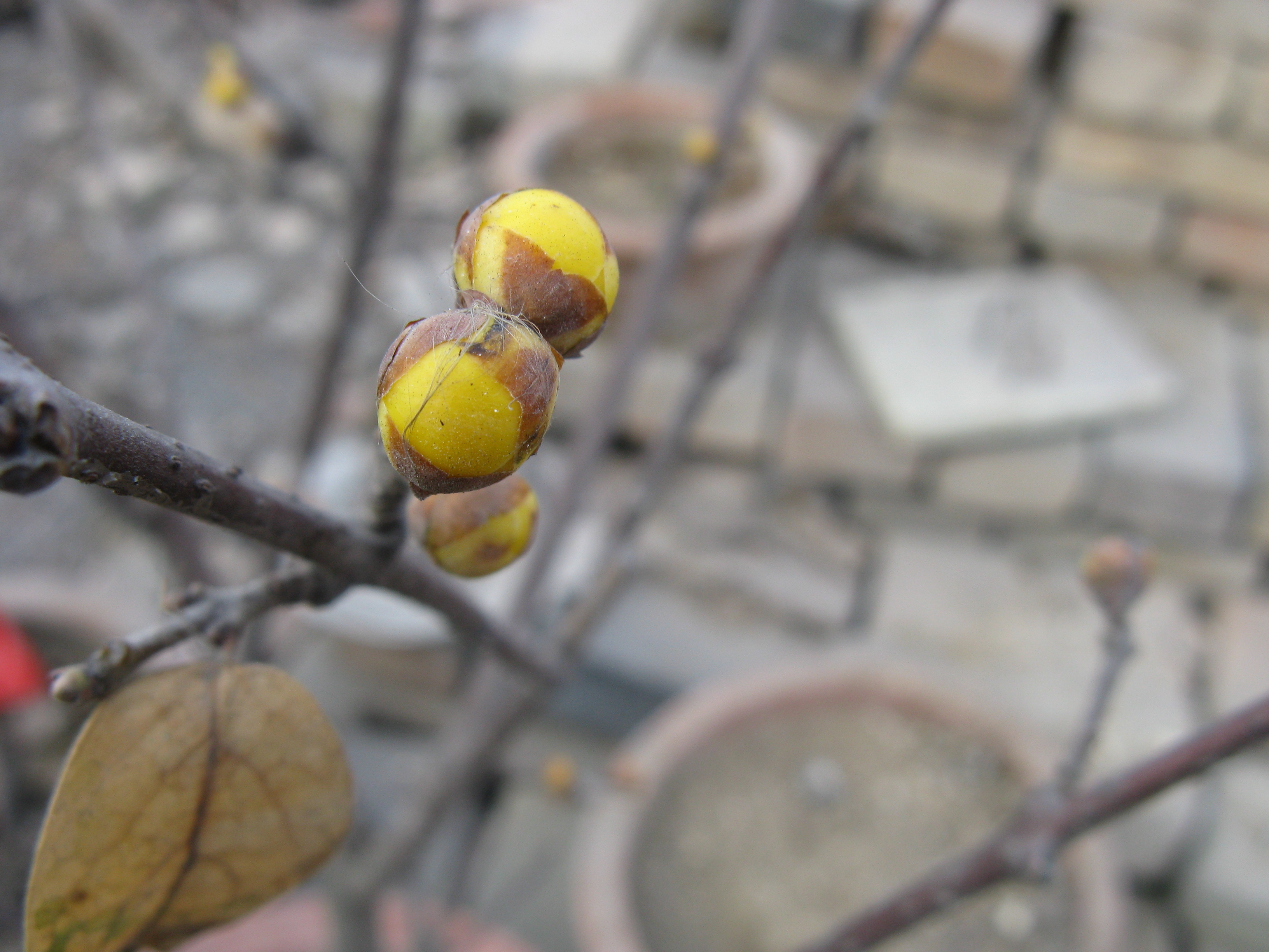 伦仔的故事33,伦仔的故事