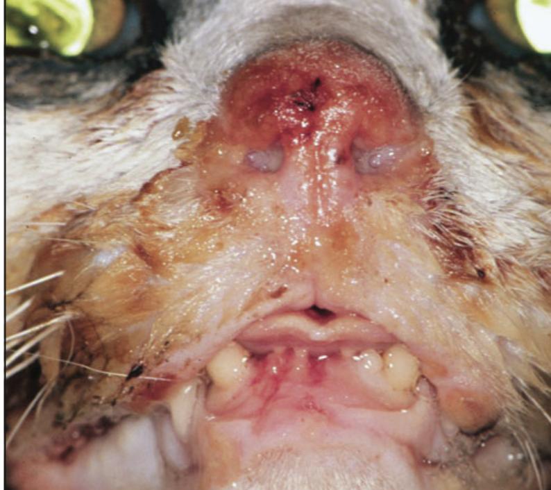 猫咪舌头有溃疡，怎么办？