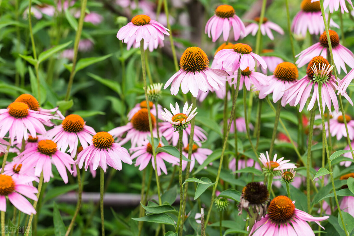 100种常见园林图鉴,列举20类不同的园林花卉