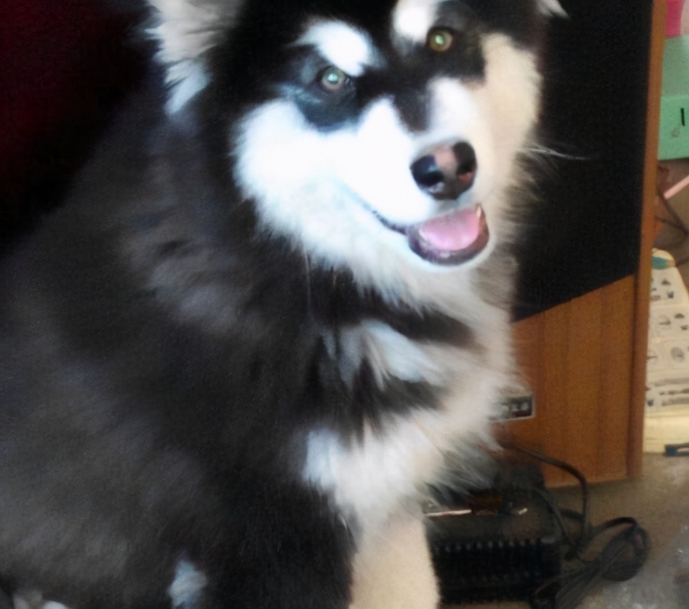 阿拉斯加犬有这几个表现，说明身上已经有很多“寄生虫”了