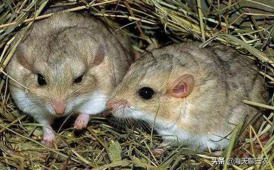 仓鼠养殖技术全集,仓鼠养殖技术与建造