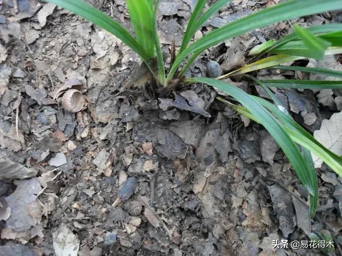 兰花干养根湿养叶怎么理解,兰花喜湿还是喜干