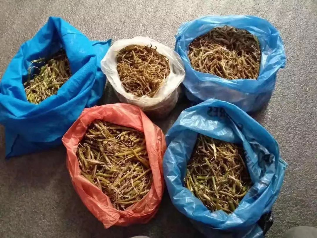 80后山东人闯荡金三角，不惧枪口顶额头，在牛棚直播卖光凤梨