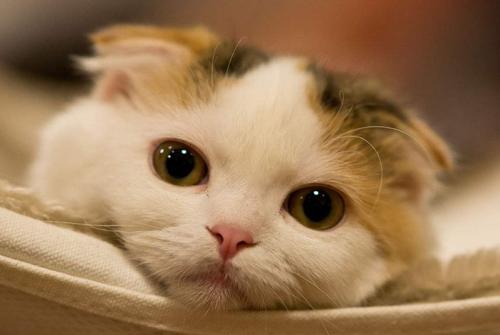 猫咪肠胃不好老吐还拉肚子怎么办,猫咪肠胃不好总是呕吐吃什么药好