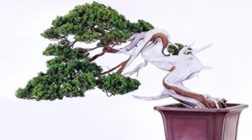 柏树桩盆景的造型,柏树舍利杆与枝条怎么完美过渡