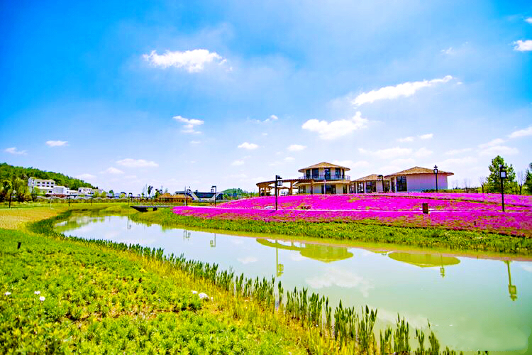 河北芝樱丛生福禄考种植基地,上海芝樱丛生福禄考报价