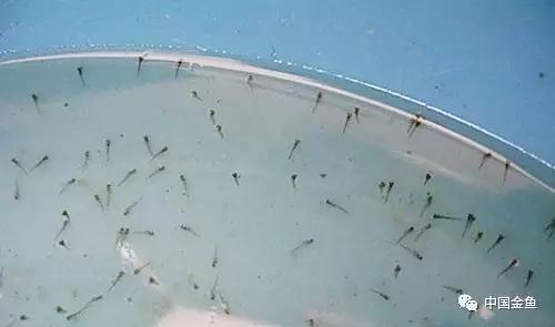 金鱼要配对繁殖吗多久可以繁殖,家庭养殖的草金鱼能自然繁殖吗