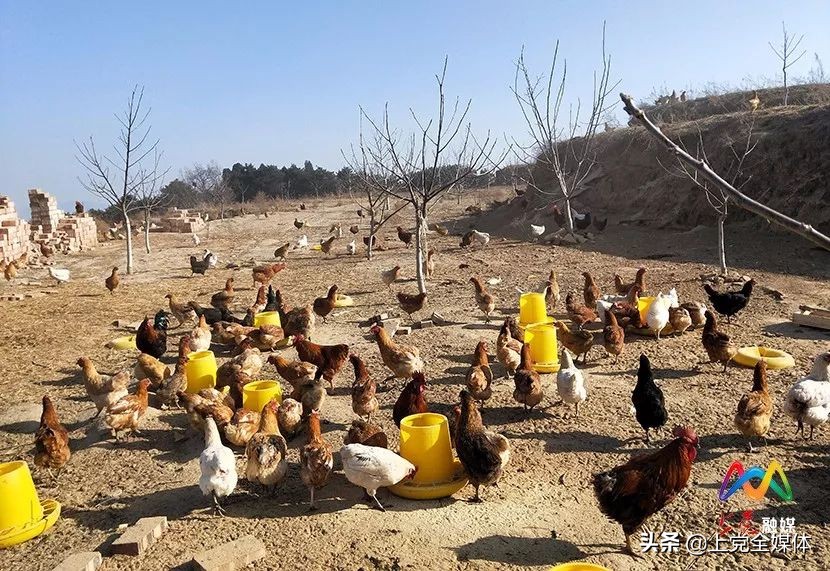 荒山林下养鸡真实案例,农村山坡笼养鸡的养殖方法