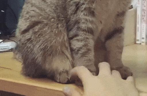 猫咪的爪子怎么捏,猫咪为什么不喜欢被铲屎官摸爪子