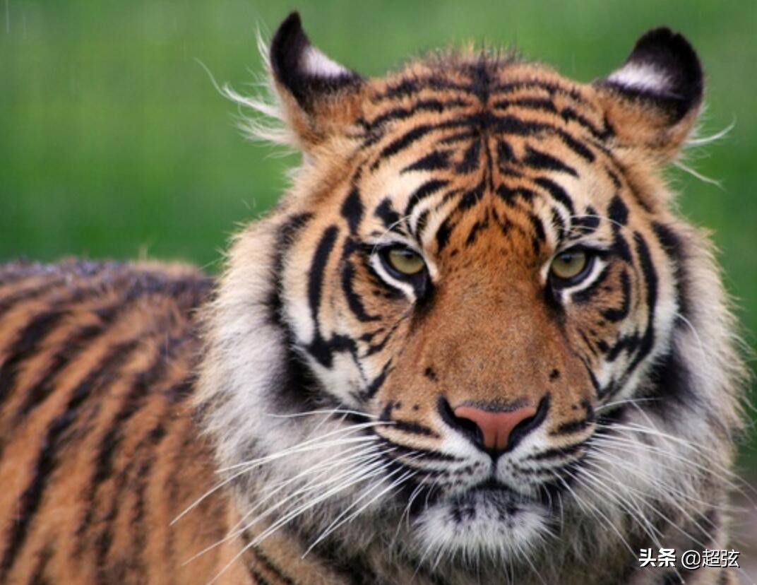 老虎在自然界有没有天敌,自然界里的老虎有多凶猛