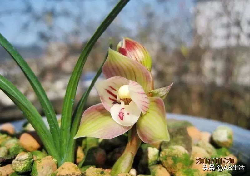 春兰姜氏荷兰名品欣赏,姜氏荷兰花春兰