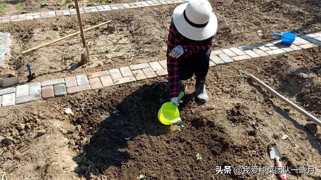 秋葵种植技巧和方法,秋葵出苗后多大可以移栽花盆里